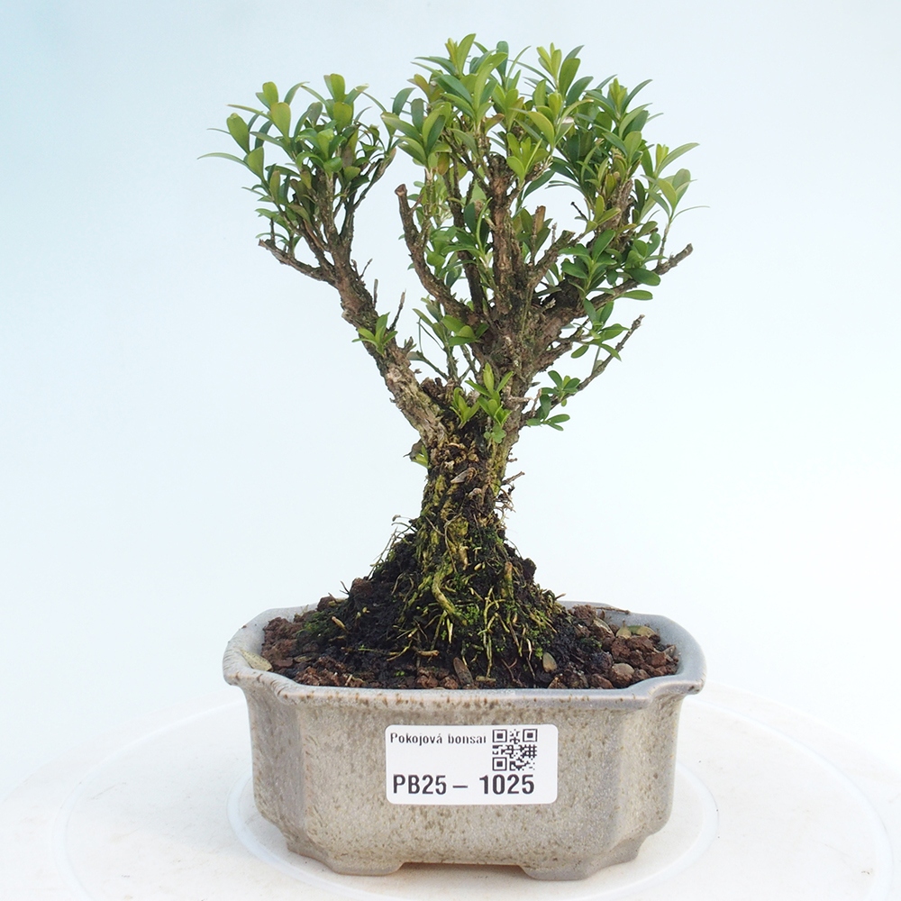 Bonsai pokojowe - Buxus harlandii - buxus korkowy