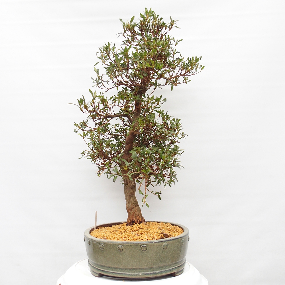 Bonsai zewnętrzne - Azalia japońska - Azalia CHIHIRO