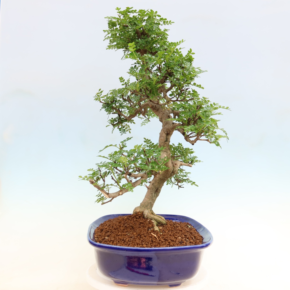 Pokój bonsai - Zantoxylum piperitum - drzewo pieprzowe