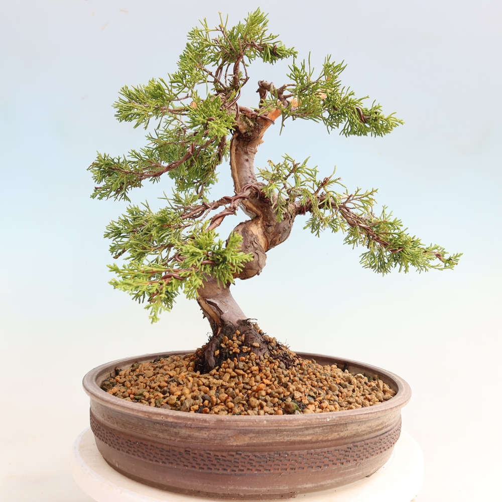 Bonsai ogrodowe – Juniperus chinensis Itoigawa – jałowiec chiński