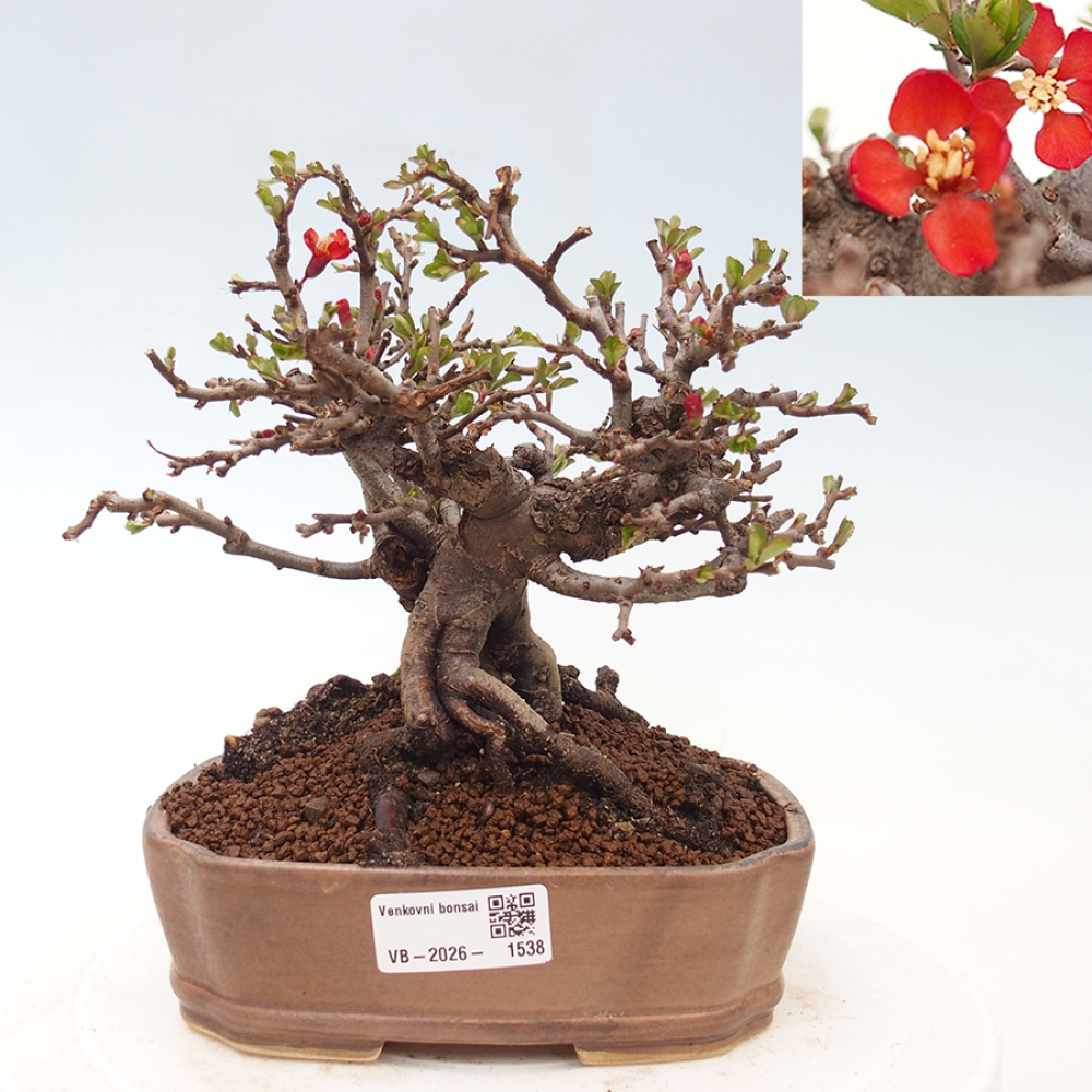 Bonsai zewnętrzne - Chaneomeles speciosa - Pigwa