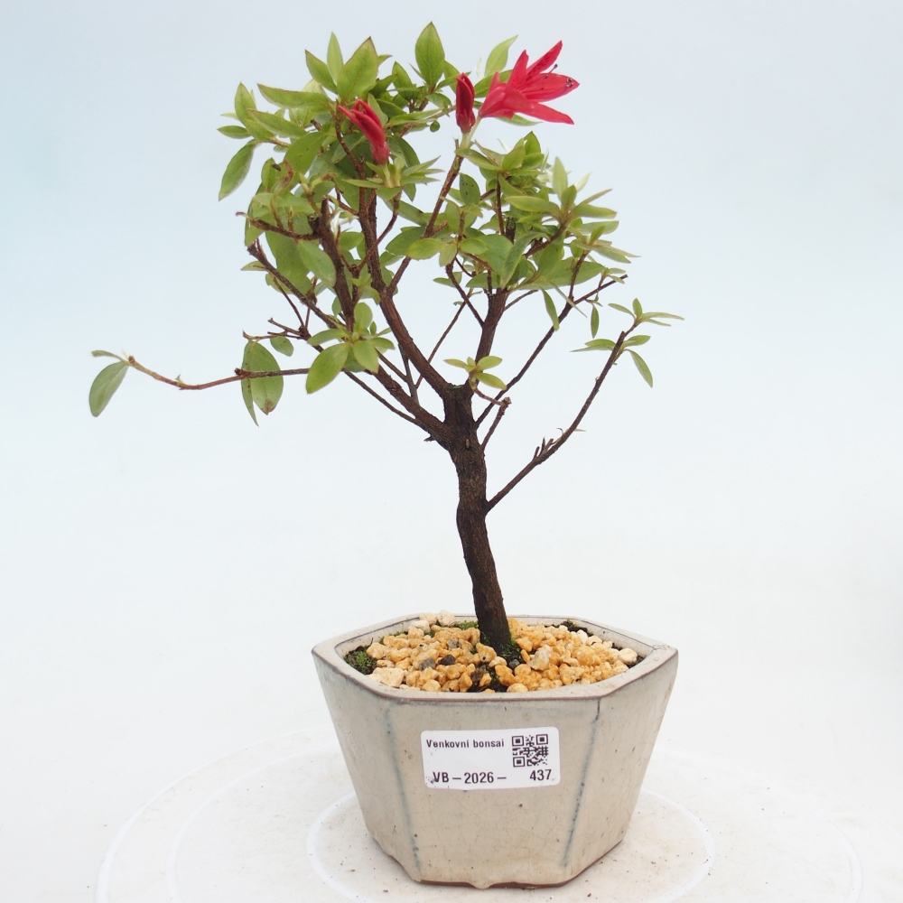 Outdoor bonsai - Azalia japońska - Azalea sp.