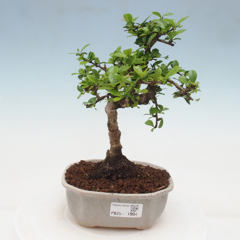 Bonsai wewnętrzne - Carmona makrophylla - Herbata Fuki