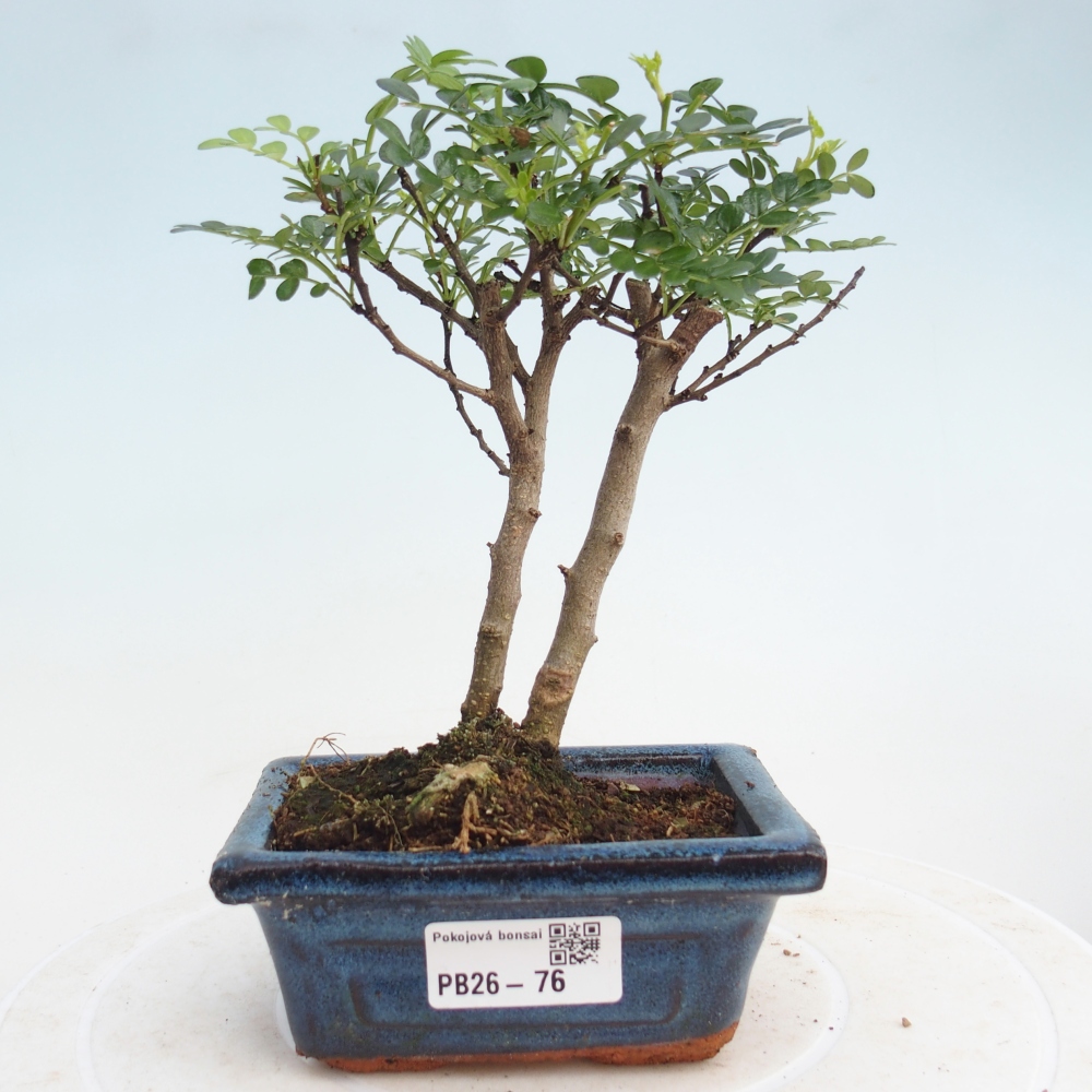 Pokój bonsai - Zantoxylum piperitum - drzewo pieprzowe