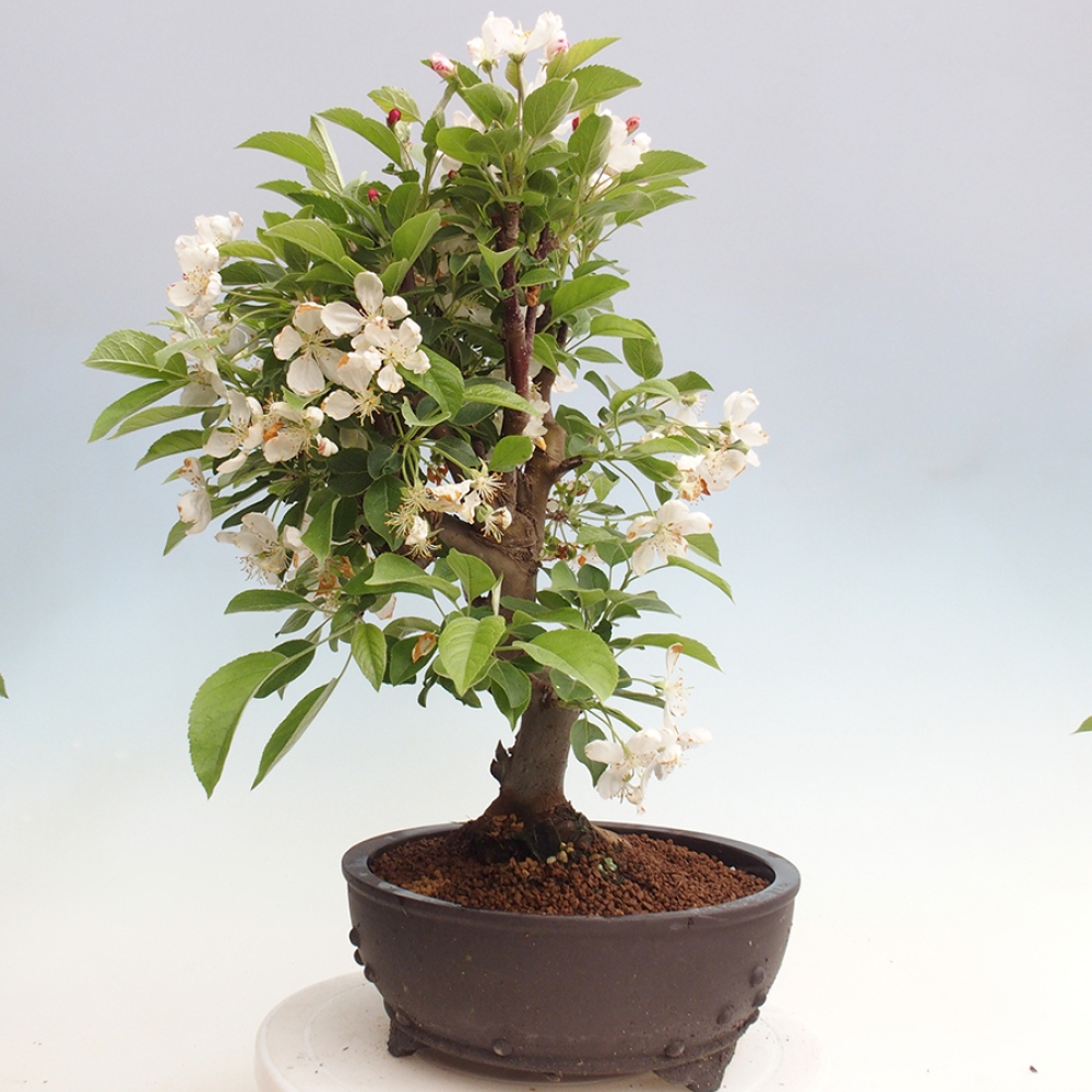 Bonsai plenerowe - Malus Halliana - Jabłoń drobnoowocowa
