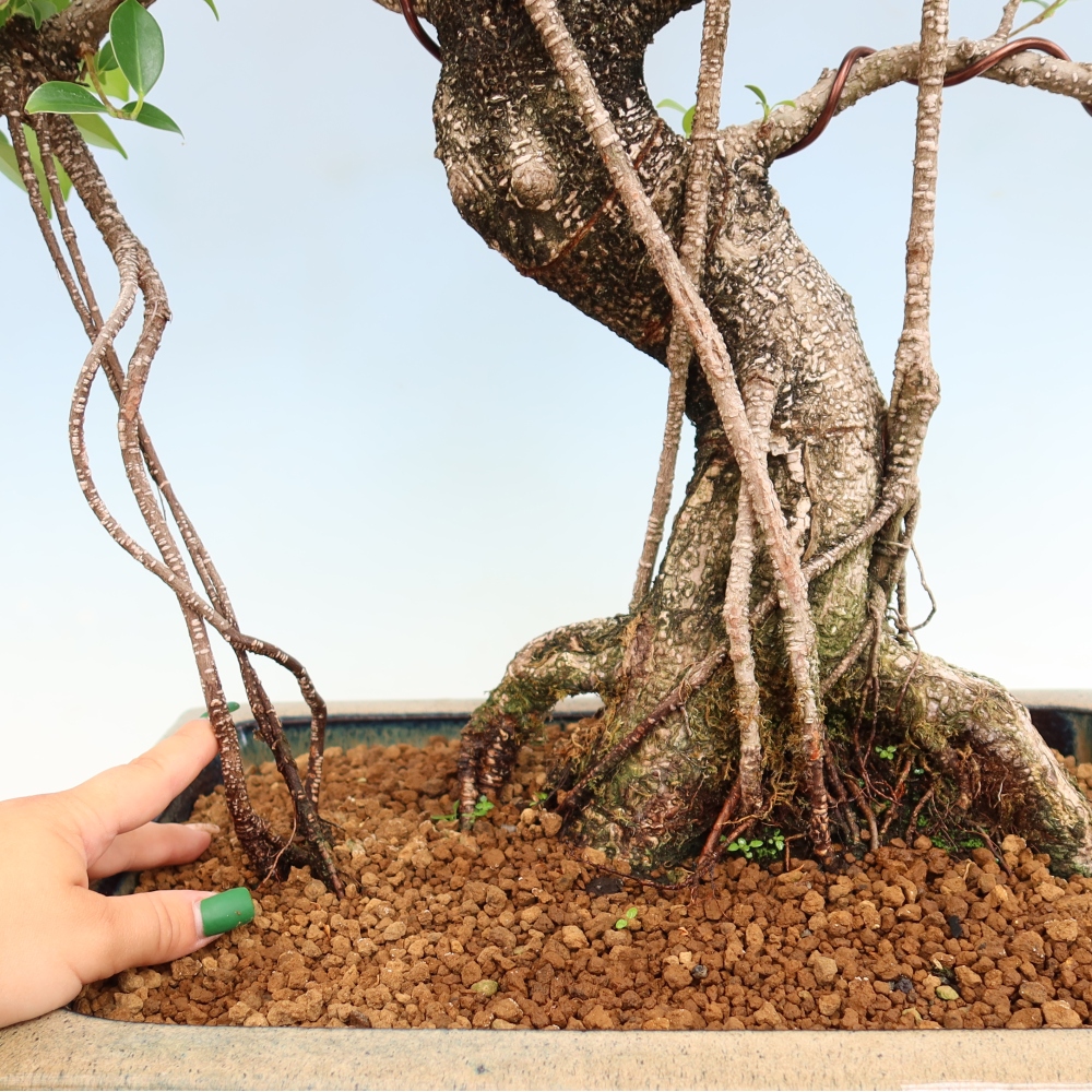 Pokój bonsai - Ficus kimmen - figowiec drobnolistny