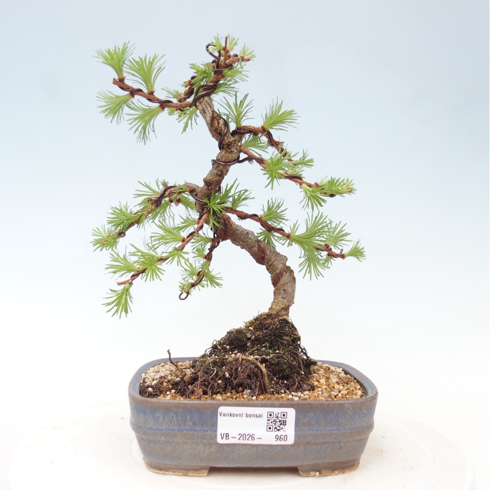 Outdoor bonsai - Larix Kaempferi - Modrzew japoński