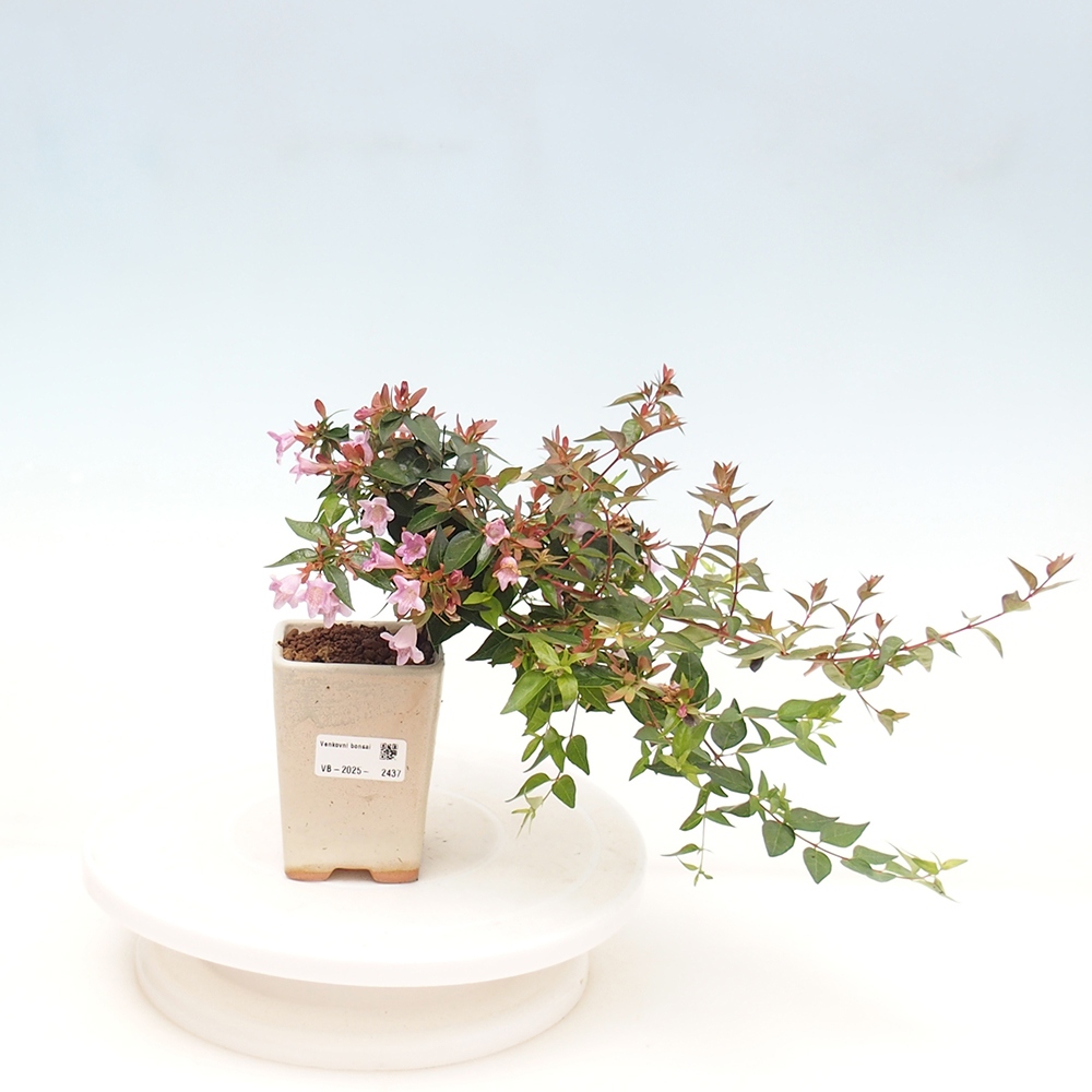 Bonsai zewnętrzne - Abelia Grandiflora - Abelia grandiflora