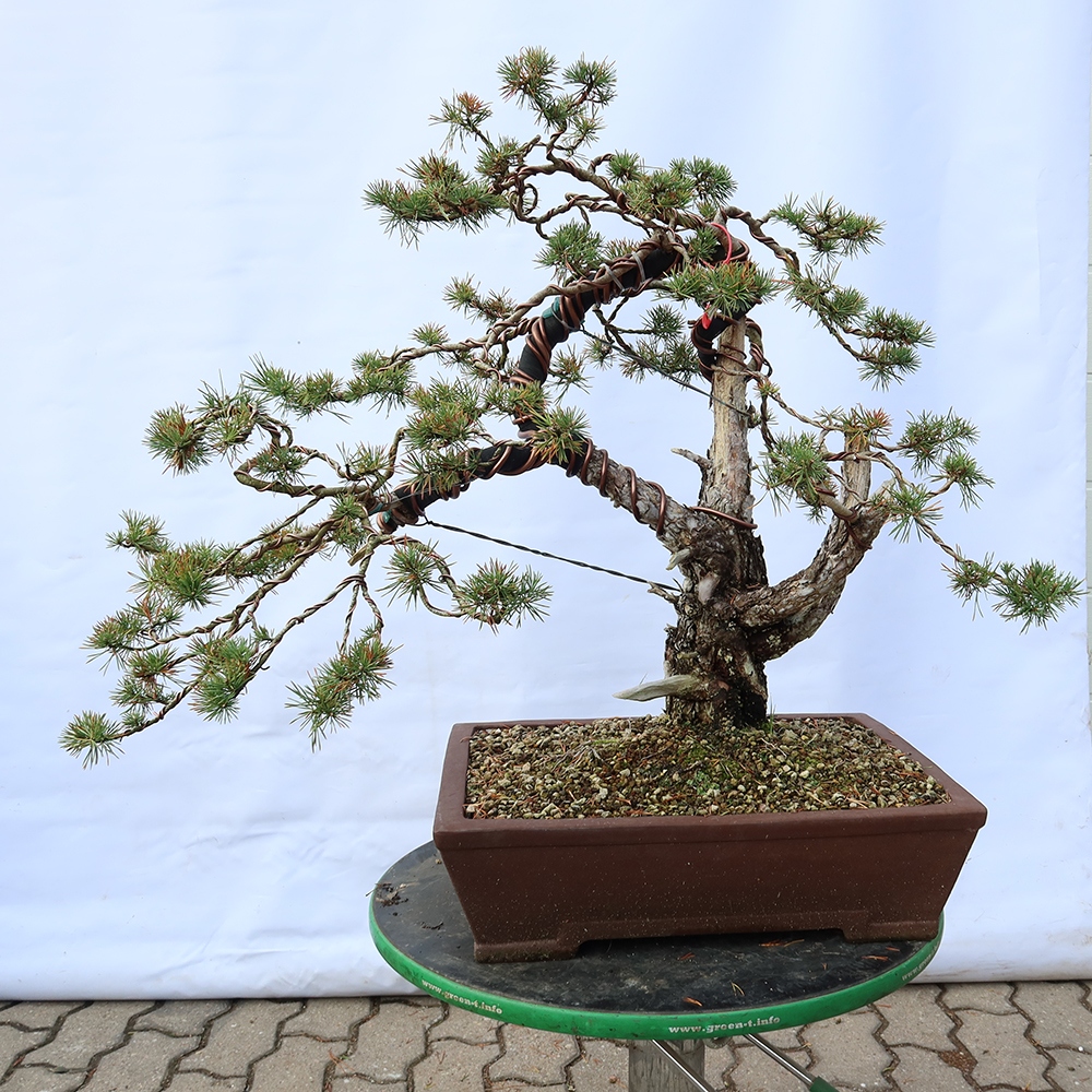 Pinus sylvestris Hiszpania – sosna zwyczajna