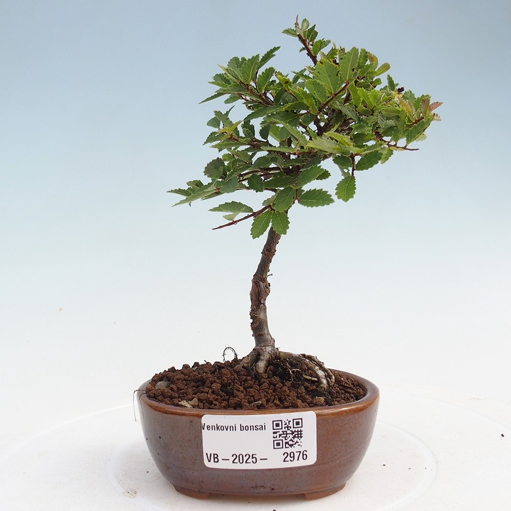 Bonsai zewnętrzne - Ulmus parvifolia Sagei - Wiąz drobnolistny
