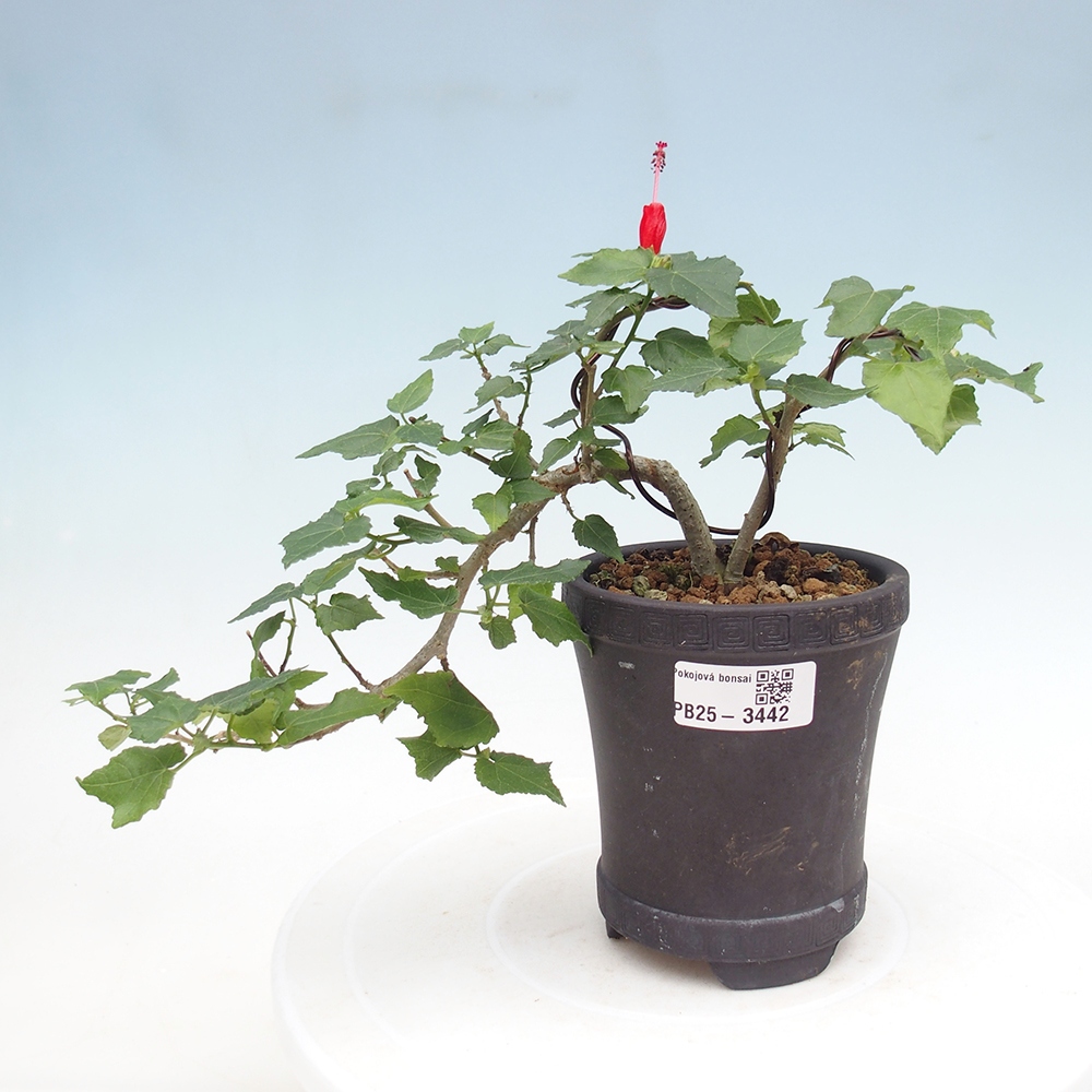 Bonsai domowe - Malvaviscus arboreus