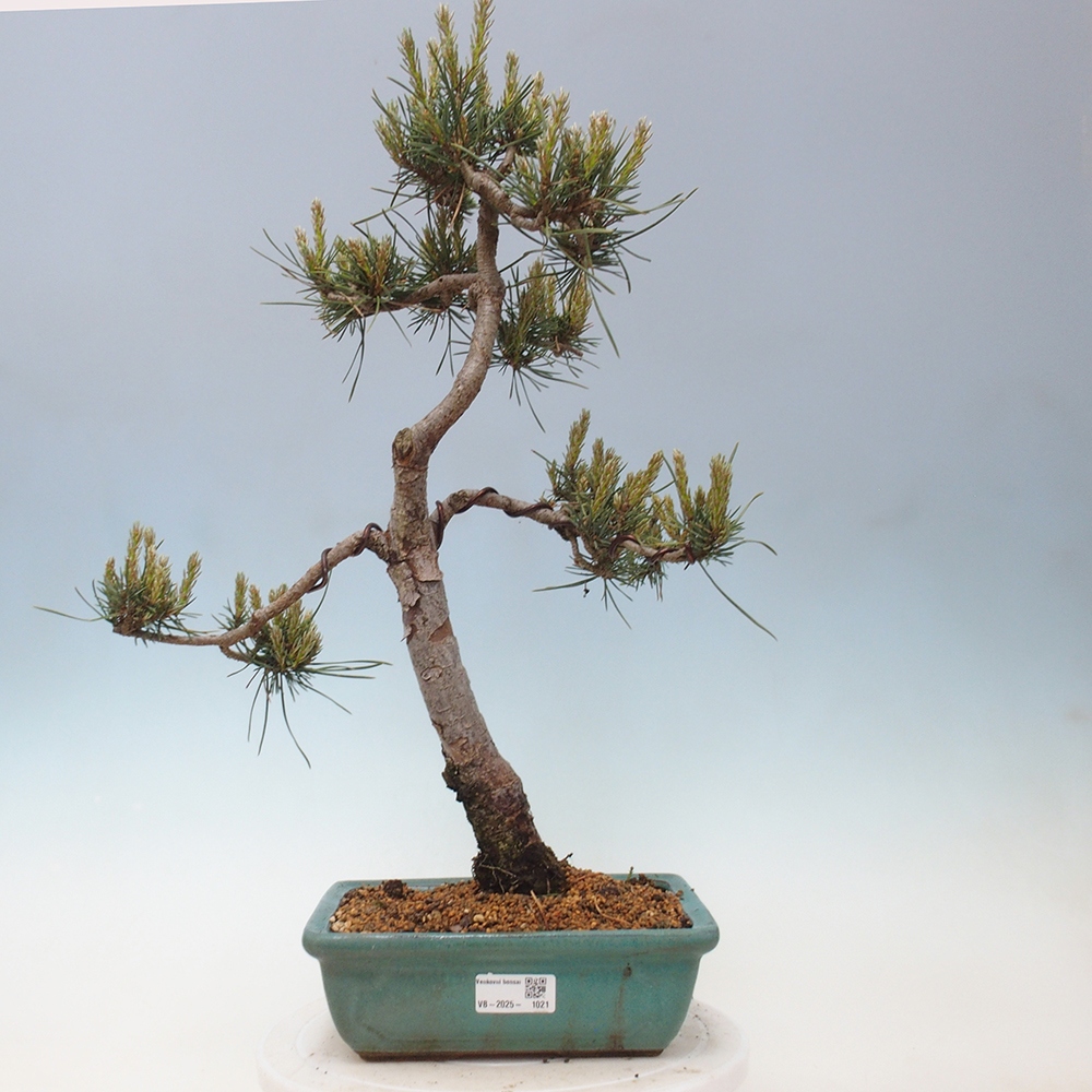 Outdoor bonsai - Pinus Sylvestris - sosna zwyczajna