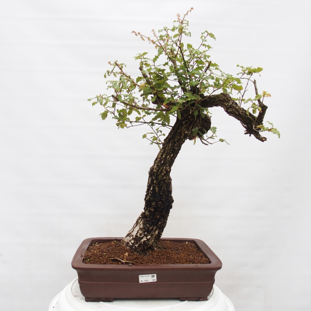Yamadori - Quercus Ilex - Dąb ostrokrzewowy