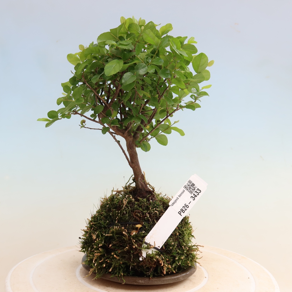 Kokedama z podstawką – Sagerécie thea – Sagerécie thea