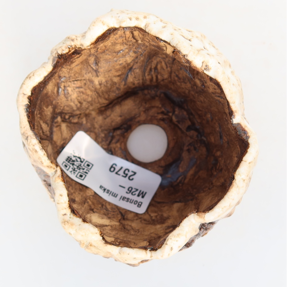 Ceramiczna skorupka  7,5 x 7 x 6,5 cm, kolor biało-brązowy