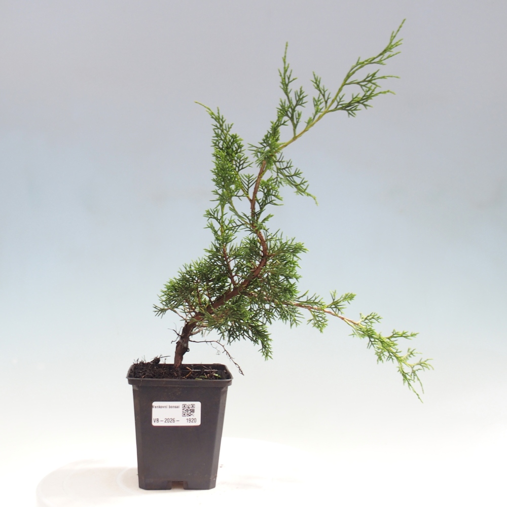 Outdoor bonsai - Juniperus chinensis Itoigawa