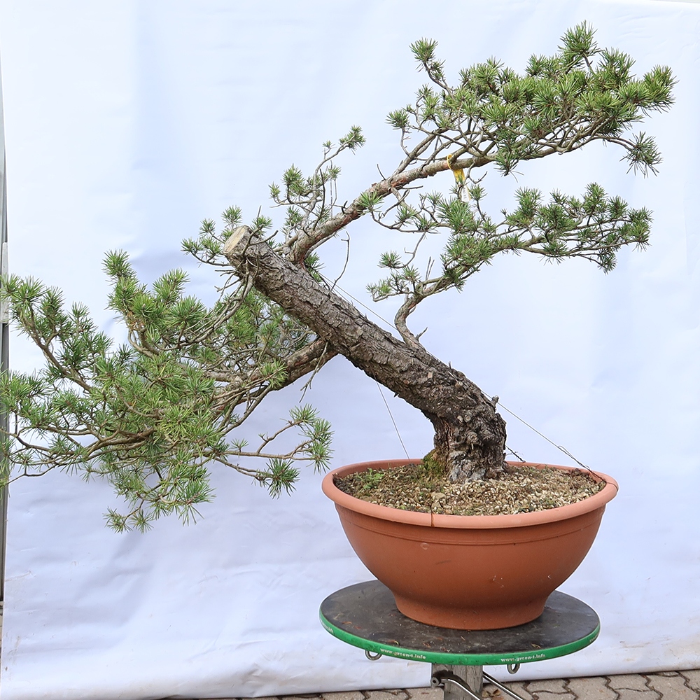 Pinus sylvestris Hiszpania – sosna zwyczajna