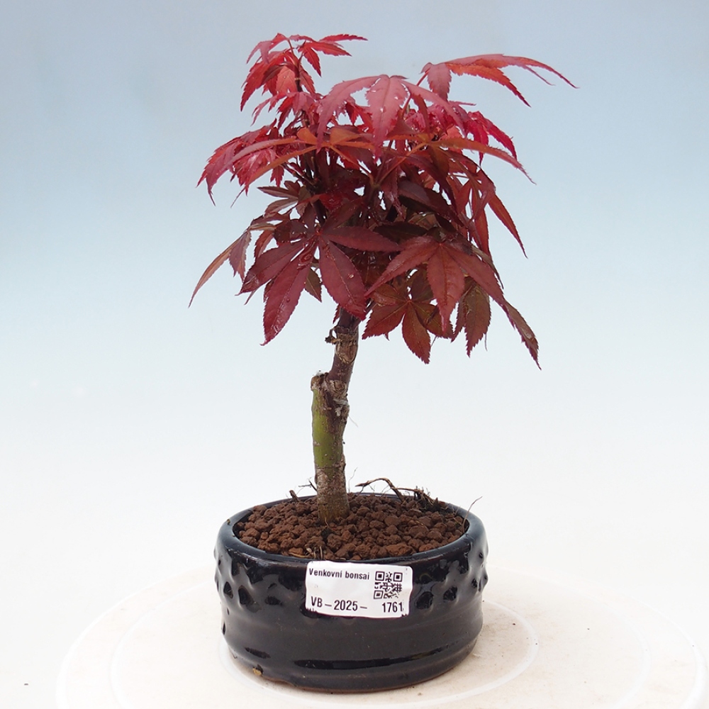 Bonsai zewnętrzne - palma Acer. Klon Atropurpureum-Palmleaf