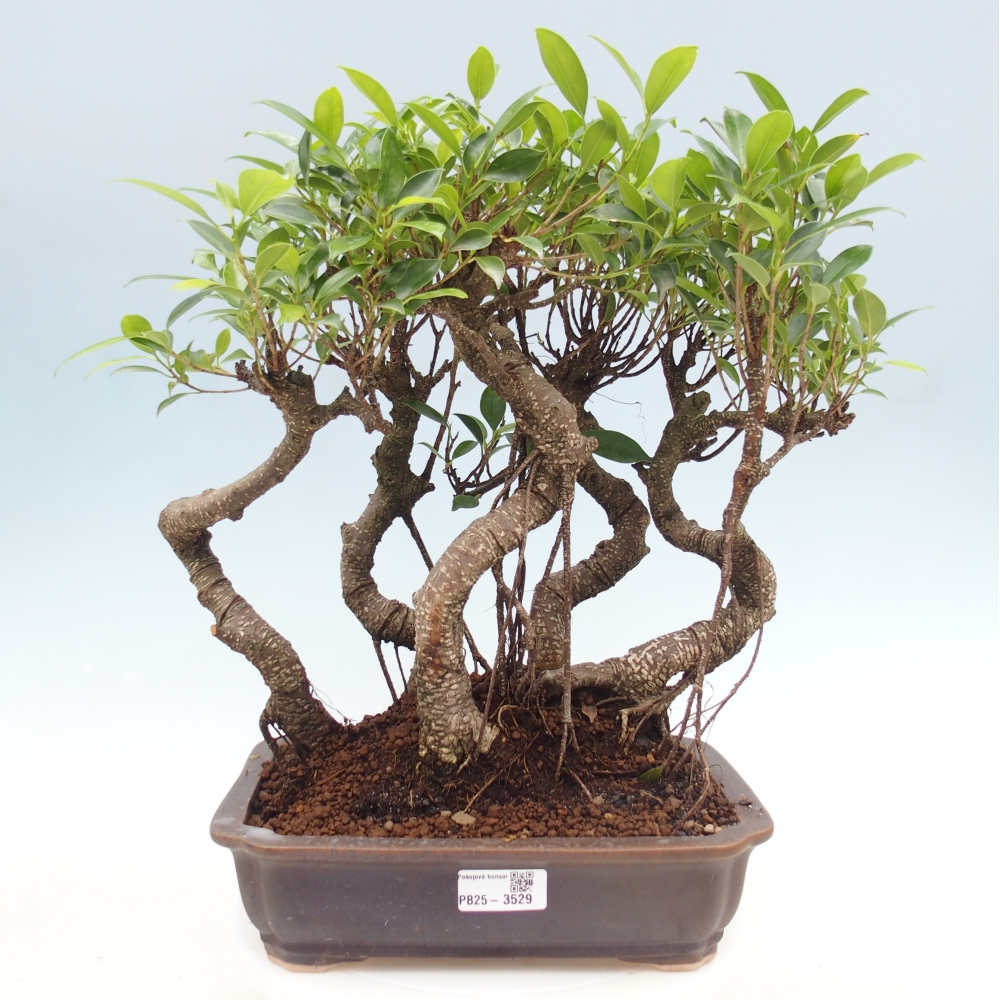 Pokój bonsai - Ficus kimmen - figowiec drobnolistny