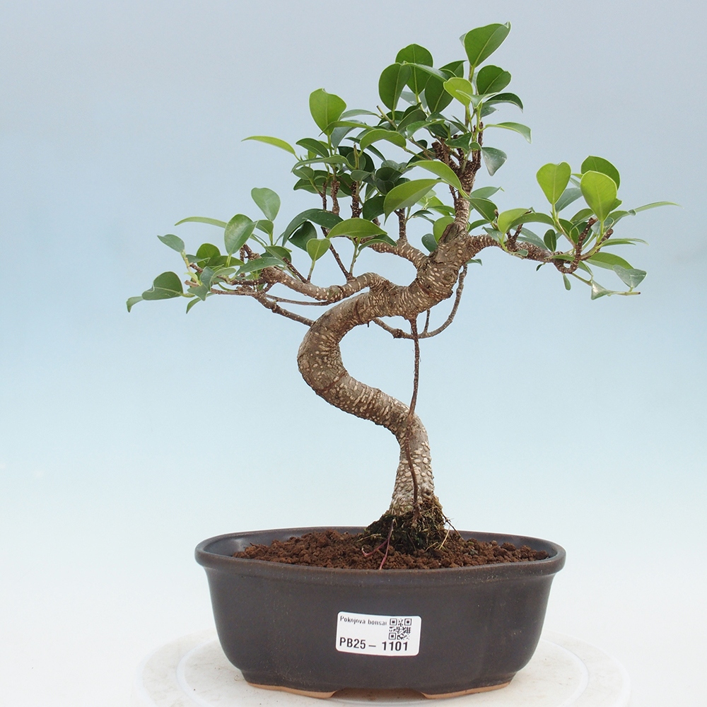Kryty bonsai - Ficus retusa - figowiec drobnolistny