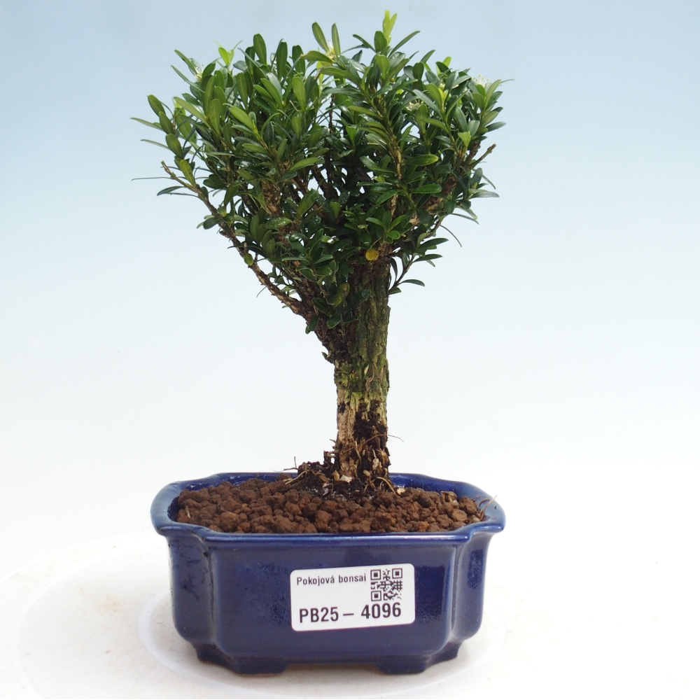 Pokój bonsai - Buxus harlandii - buxus korkowy