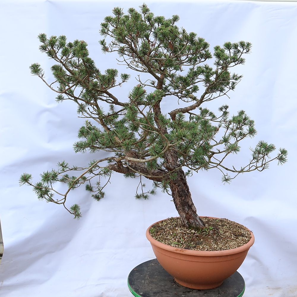 Pinus sylvestris Hiszpania – sosna zwyczajna