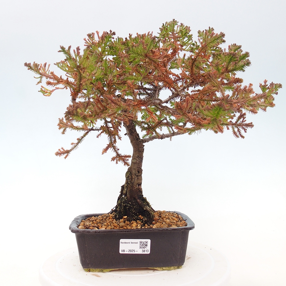 Bonsai zewnętrzne - Chamaecyparis thyoides - Cyprys
