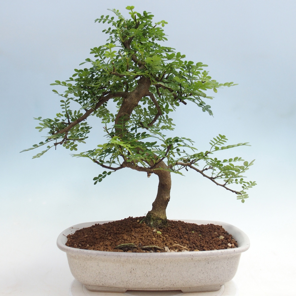 Pokój bonsai - Zantoxylum piperitum - drzewo pieprzowe