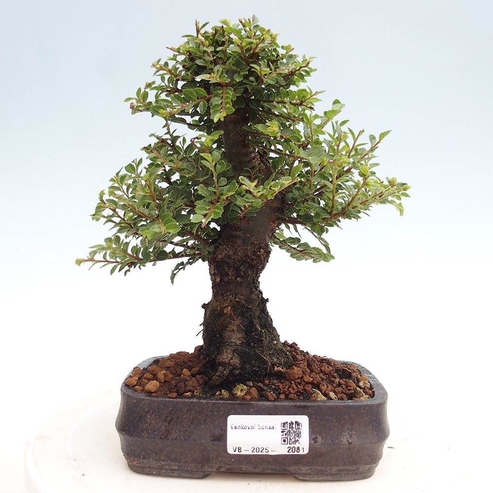 Bonsai zewnętrzne - Ulmus parvifolia Hokkaido - wiąz chiński