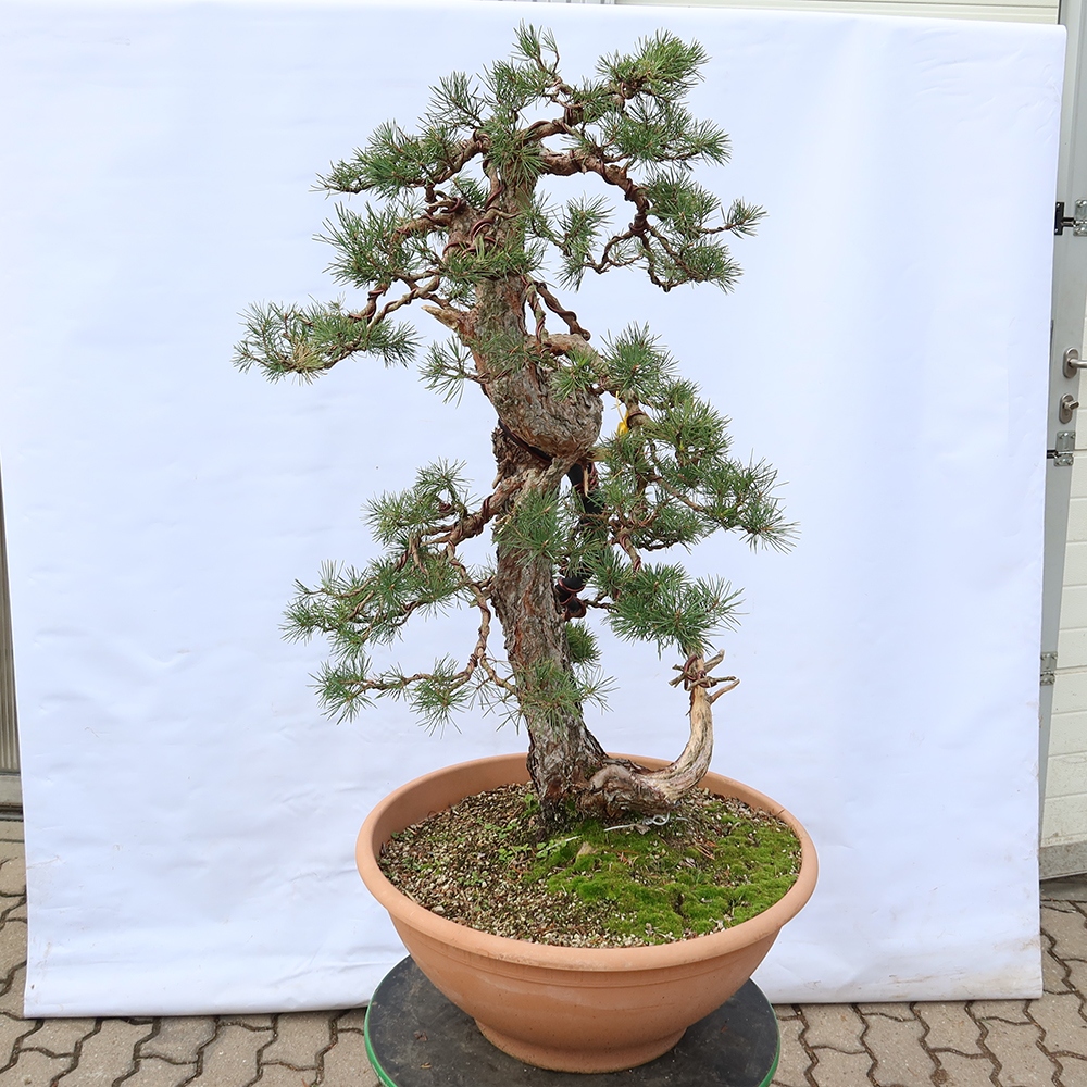 Pinus sylvestris Hiszpania – sosna zwyczajna