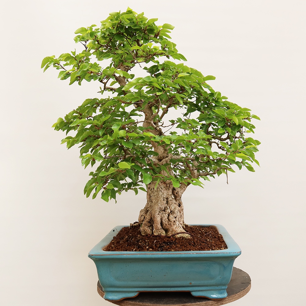 Bonsai plenerowe - Carpinus Coreana - grab koreański