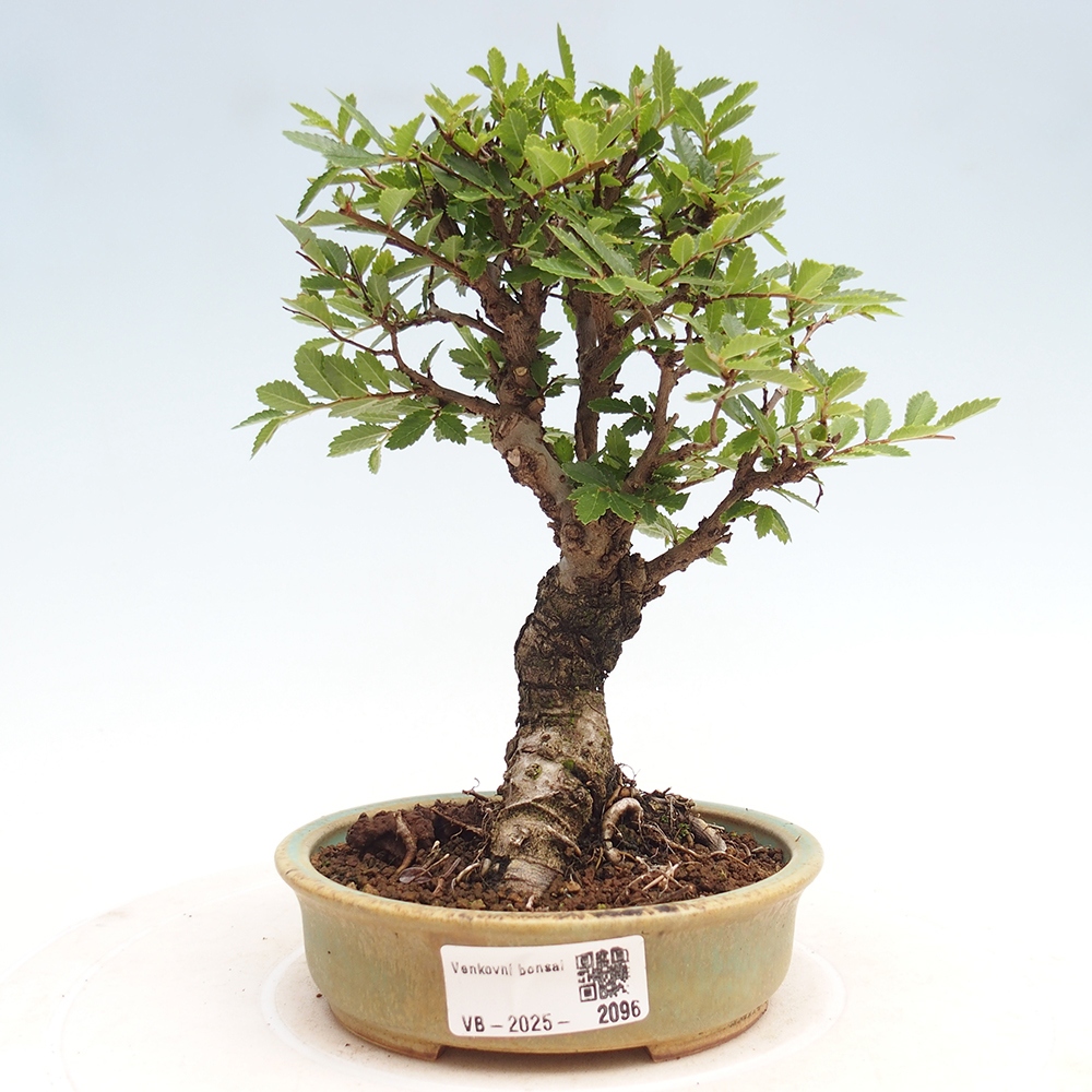 Outdoor bonsai - Zelkova - Zelkova NIRE