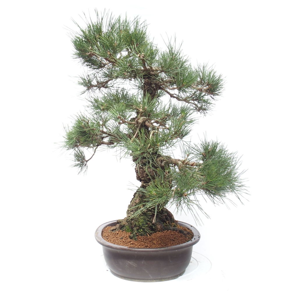 Bonsai ogrodowe - Pinus thunbergii - Sosna Thunberg