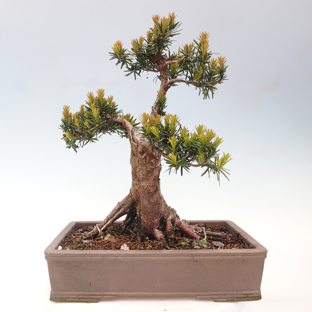 Bonsai na zewnątrz - Taxus cuspidata - cis japoński