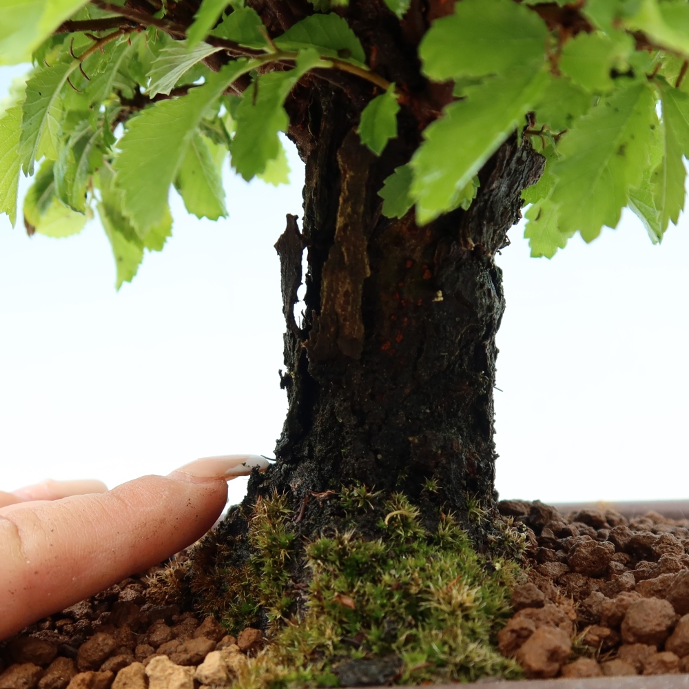 Bonsai zewnętrzne - Zelkova - Zelkova NIRE