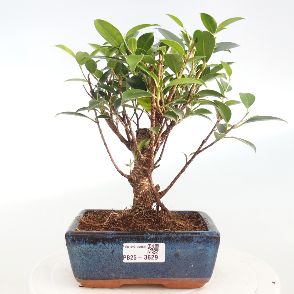 Pokój bonsai - Ficus retusa - figowiec drobnolistny