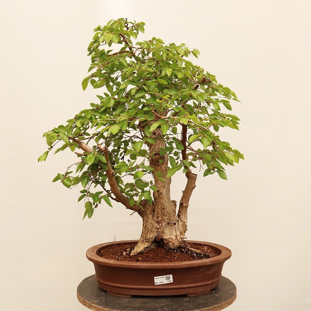 Bonsai plenerowe - Carpinus Coreana - grab koreański