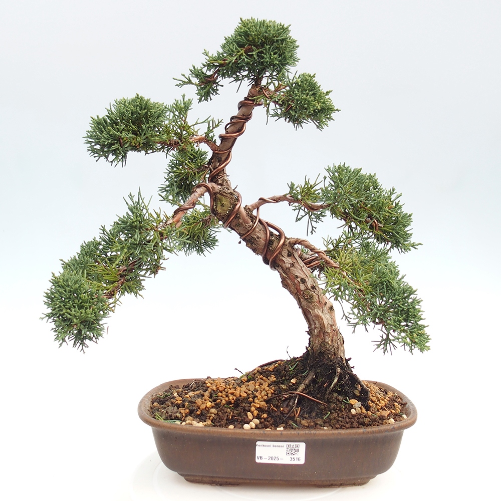 Outdoor bonsai - Juniperus chinensis Kishu - chiński jałowiec