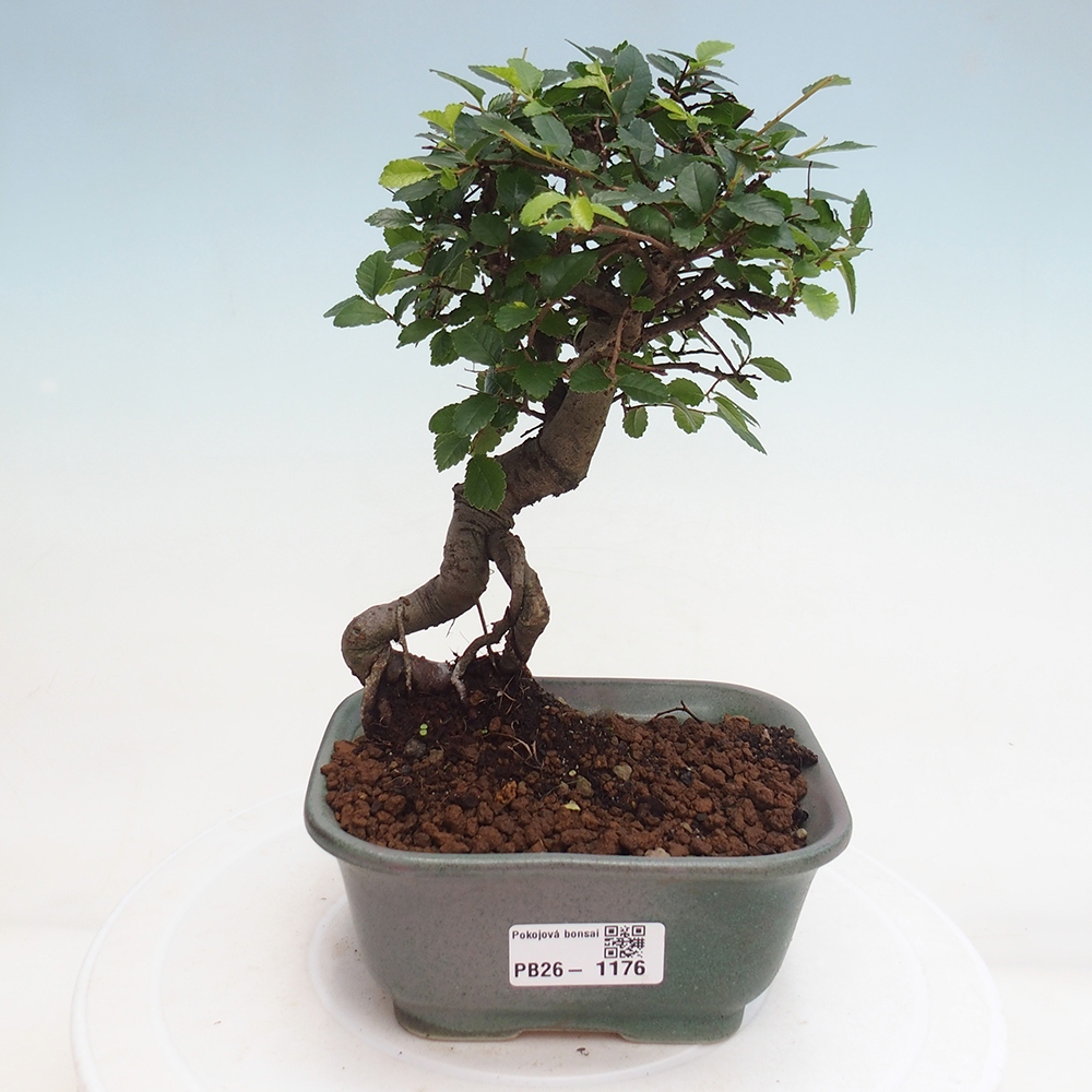 Pokój bonsai - Ulmus parvifolia - Wiąz drobnolistny