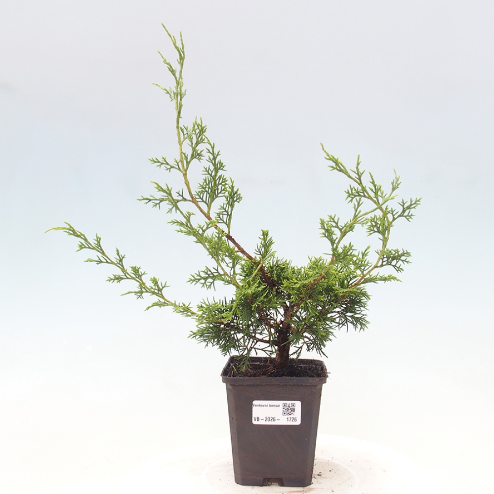 Outdoor bonsai - Juniperus chinensis Itoigawa