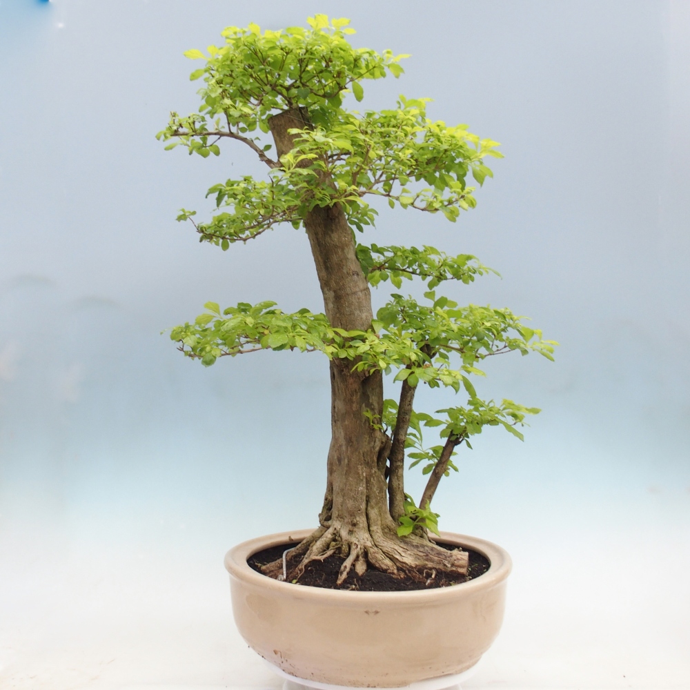 Bonsai pokojowe - Duranta erecta Aurea - WYŁĄCZNIE ODBIÓR OSOBISTY lub transport paletowy