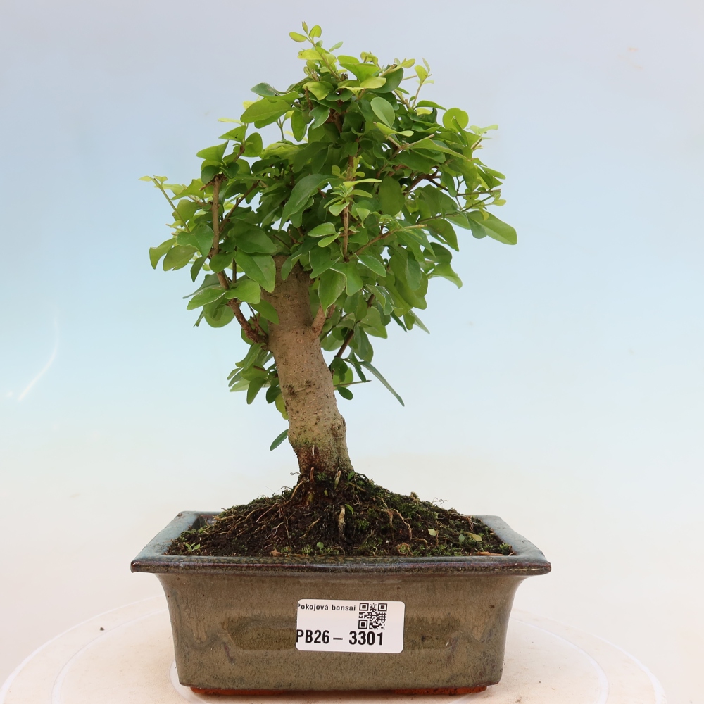 Pokój bonsai - Ligustrum chinensis - Dziób ptaka