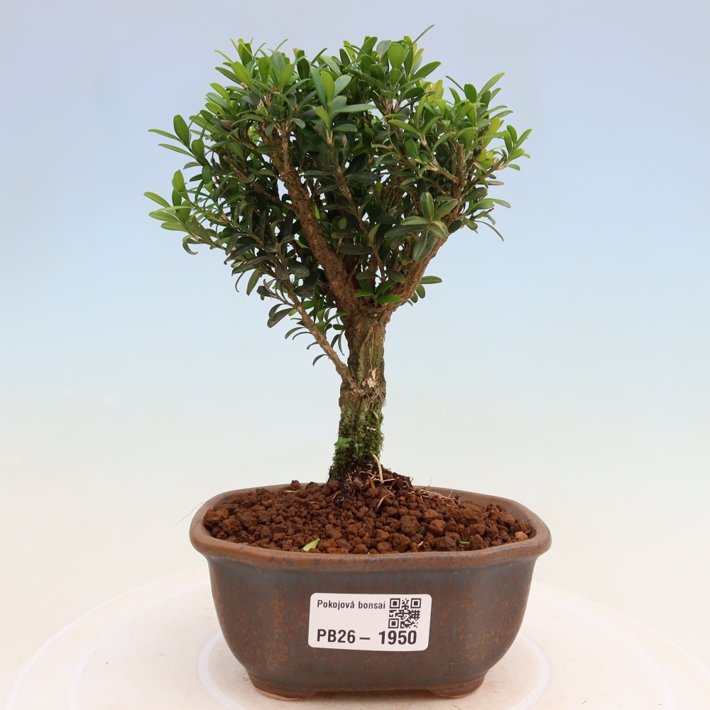 Pokój bonsai - Buxus harlandii - buxus korkowy