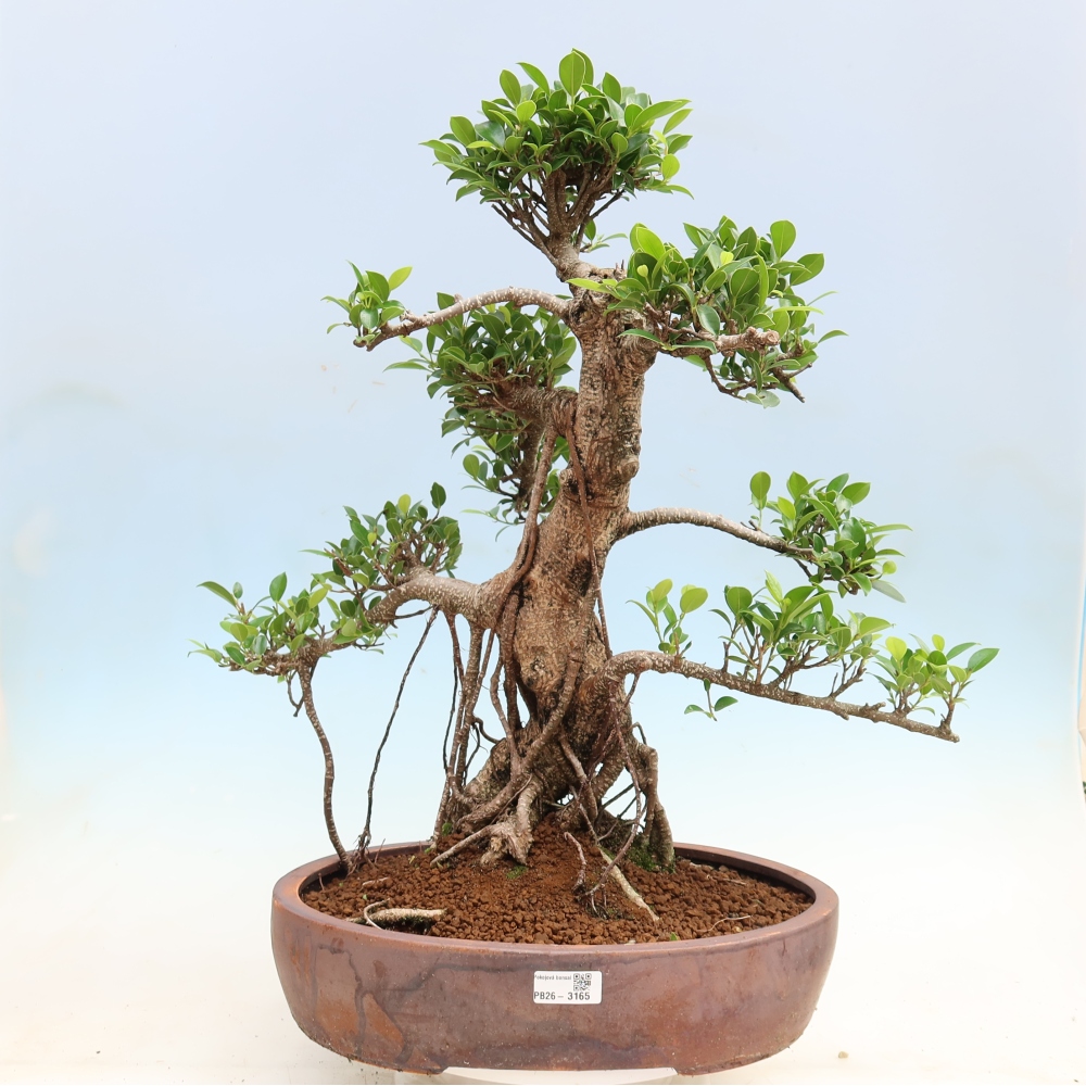 Pokój bonsai - Ficus kimmen - figowiec drobnolistny