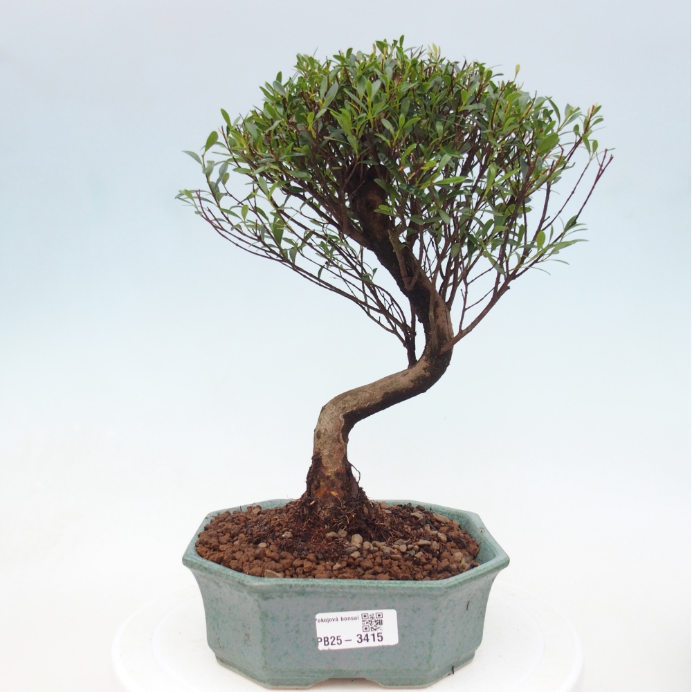 Pokój bonsai - Syzygium - Pimento