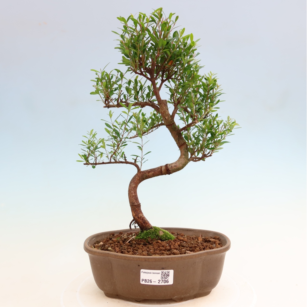 Pokój bonsai - Syzygium - Pimento