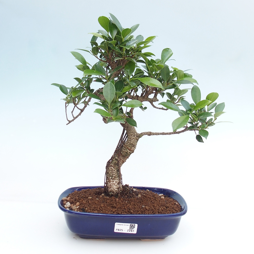 Kryty bonsai - kimono Ficus - figowiec drobnolistny