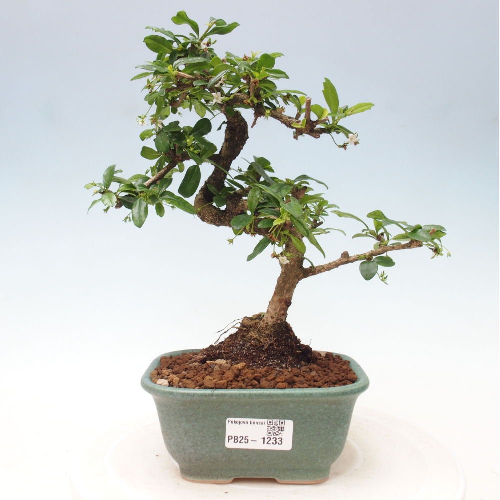 Bonsai wewnętrzne - Carmona makrophylla - Herbata Fuki