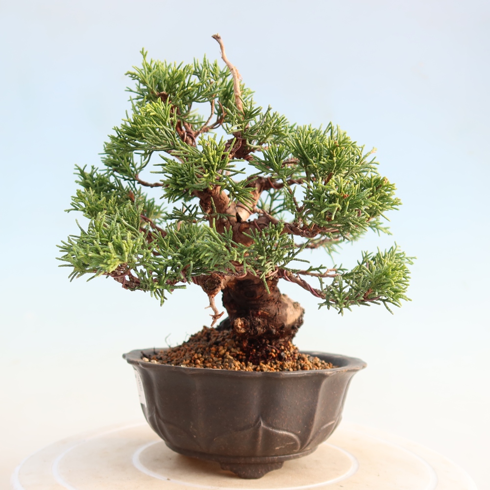 Outdoor bonsai - Juniperus chinensis Itoigawa - Jałowiec chiński