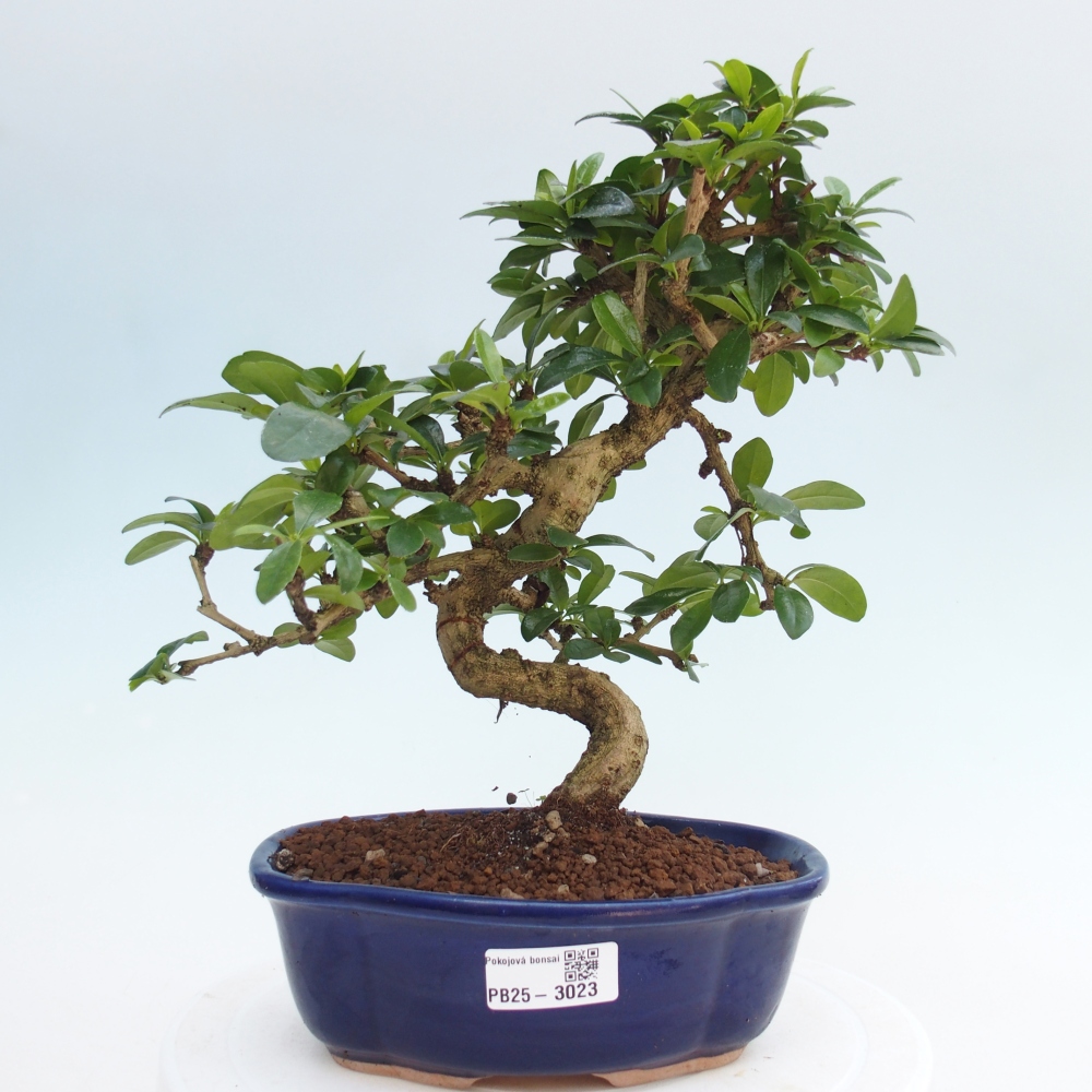 Pokój bonsai - Carmona macrophylla - Tea fuki